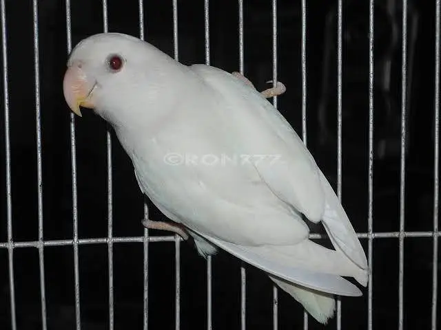 Albino rosi koli no ring — photo 6