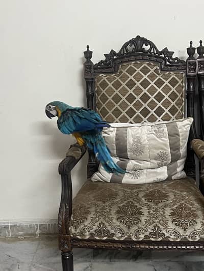 Beautiful Blue and gold Macaw