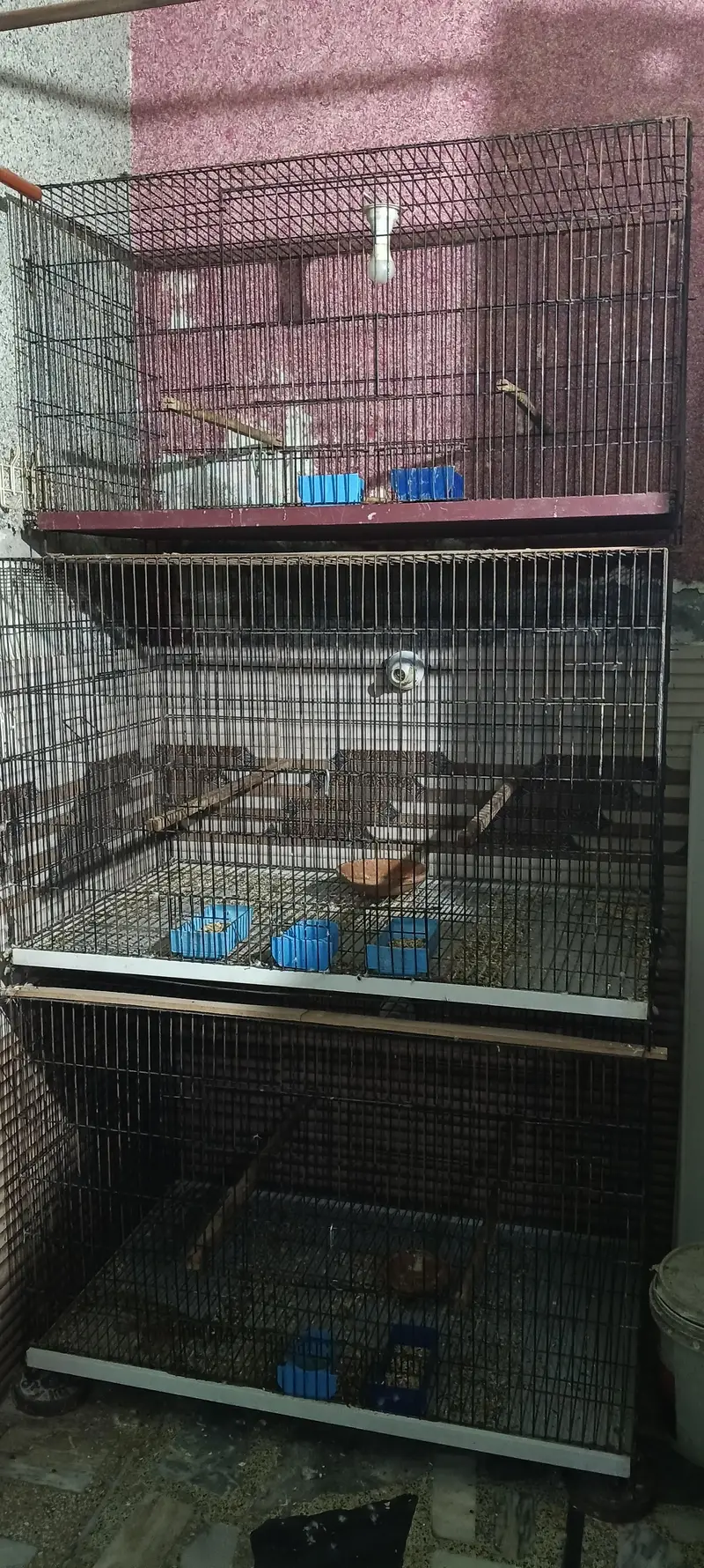3 big cages parrot n birds — photo 2