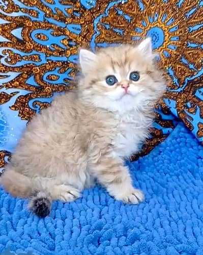 Cat | kittens | Persian | 3 Cote | Fluffy Wtsp msg 03Í2*67*62*Ö31%