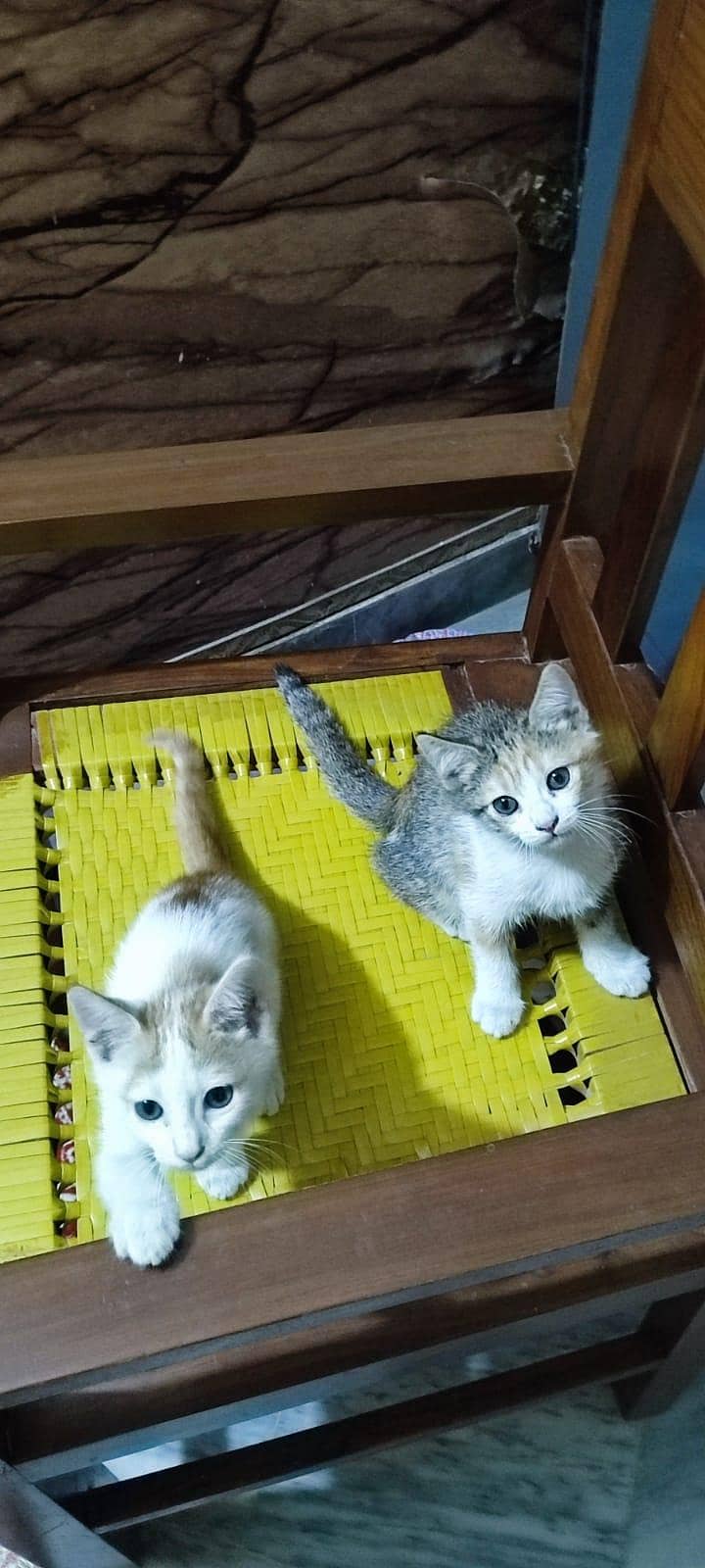 free for adopt 0