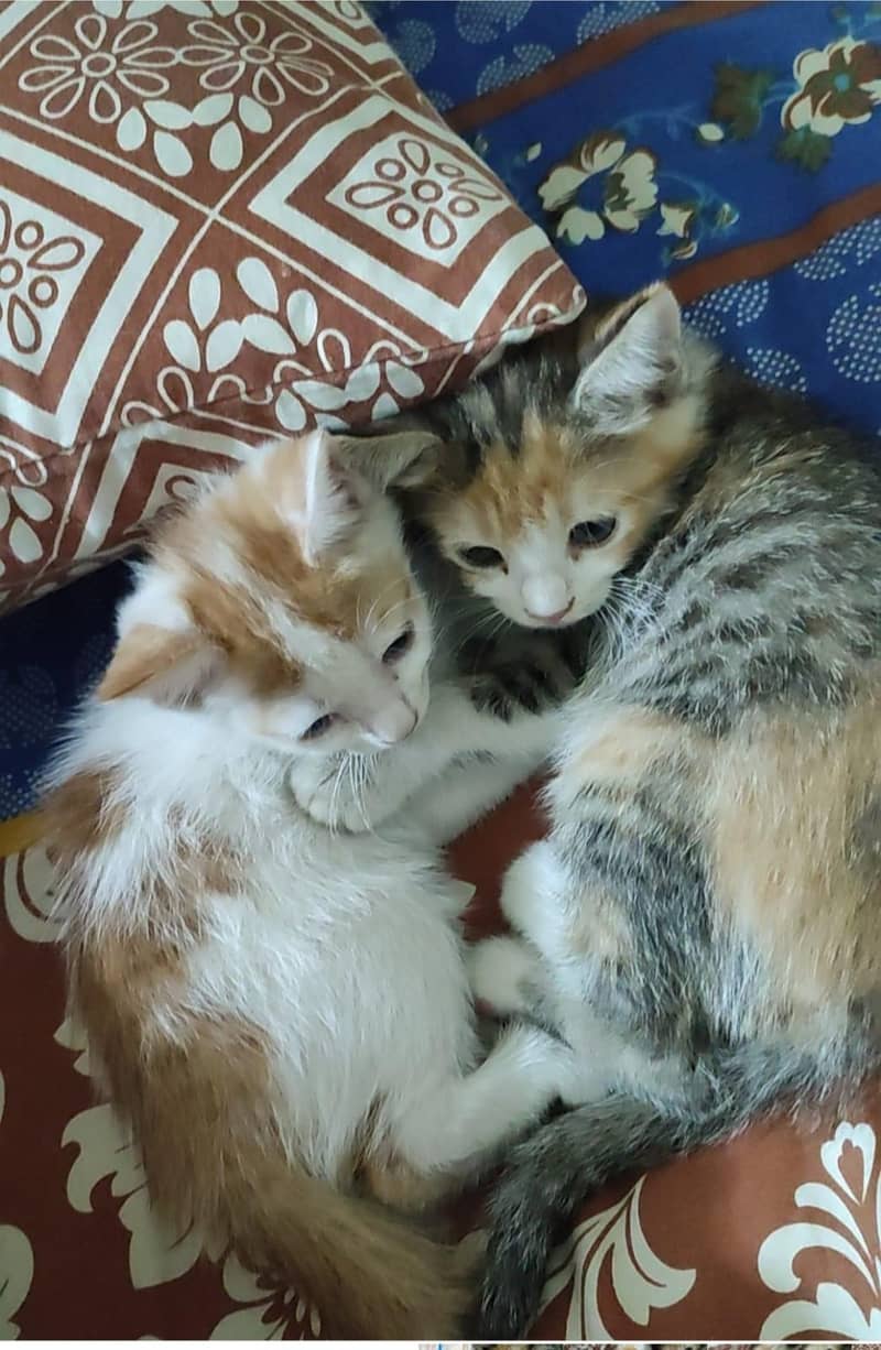 free for adopt 1