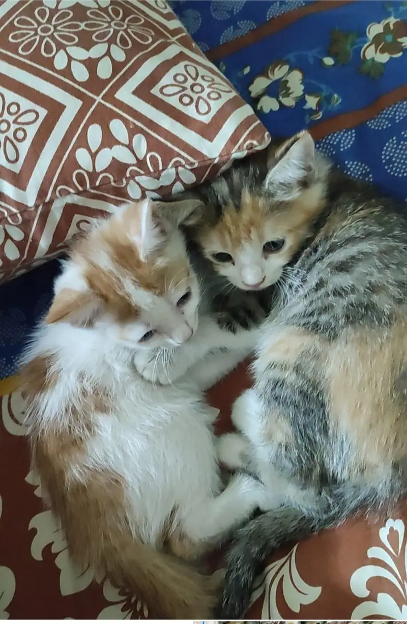 free for adopt — photo 2