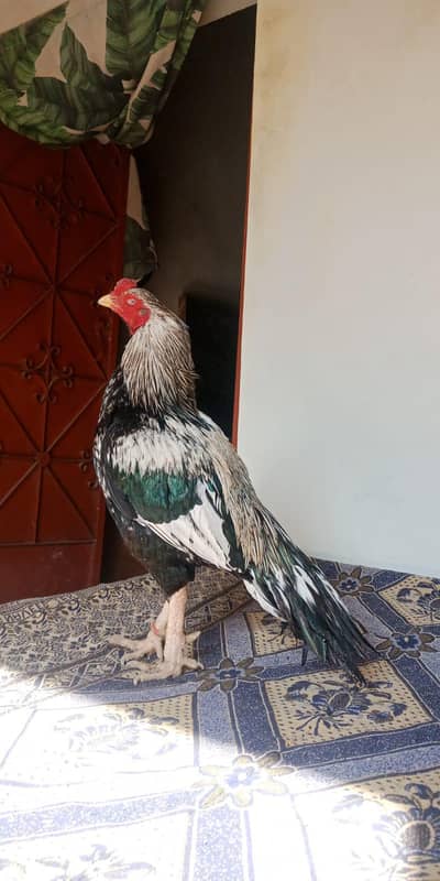 Mianwali Aseel