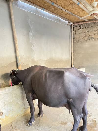 Buffalo for sale