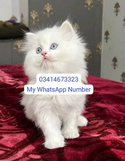 Persian kittens for sale