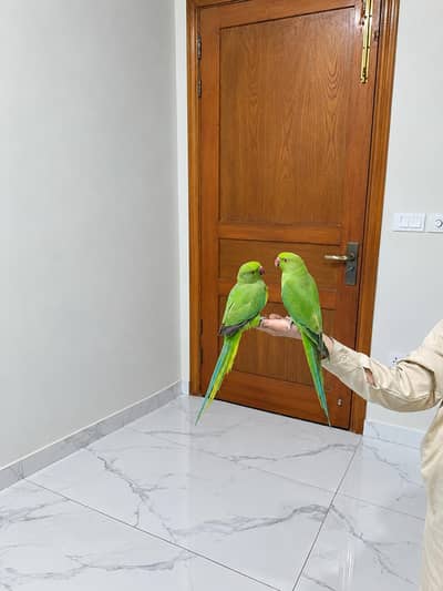 Pair of green indian ringneck parrots for sale