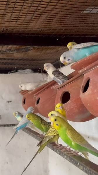 HOME BREEDER BUDGIES AVAILABLE FROM SALE (GREEN YELLOW & RED EYES)