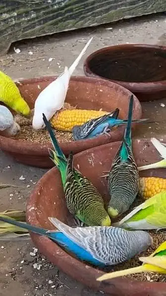 HOME BREEDER BUDGIES AVAILABLE FROM SALE (GREEN YELLOW & RED EYES) — photo 2
