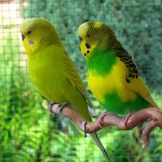 HOME BREEDER BUDGIES AVAILABLE FROM SALE (GREEN YELLOW & RED EYES) — photo 3