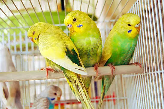 HOME BREEDER BUDGIES AVAILABLE FROM SALE (GREEN YELLOW & RED EYES) — photo 4