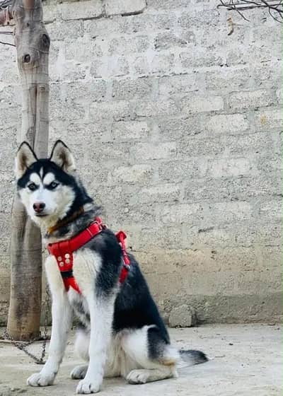 Siberian Huskey