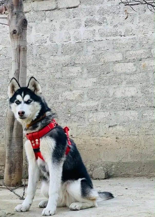 Siberian Huskey 0