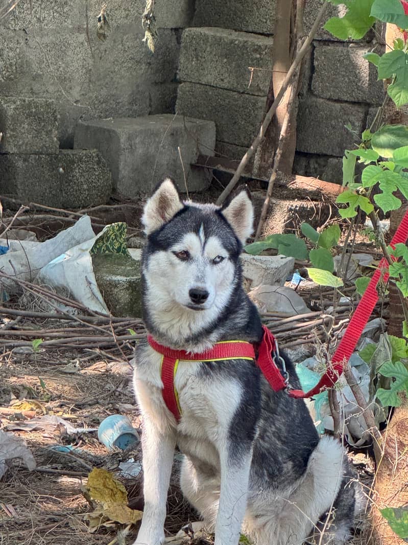 Siberian Huskey 1