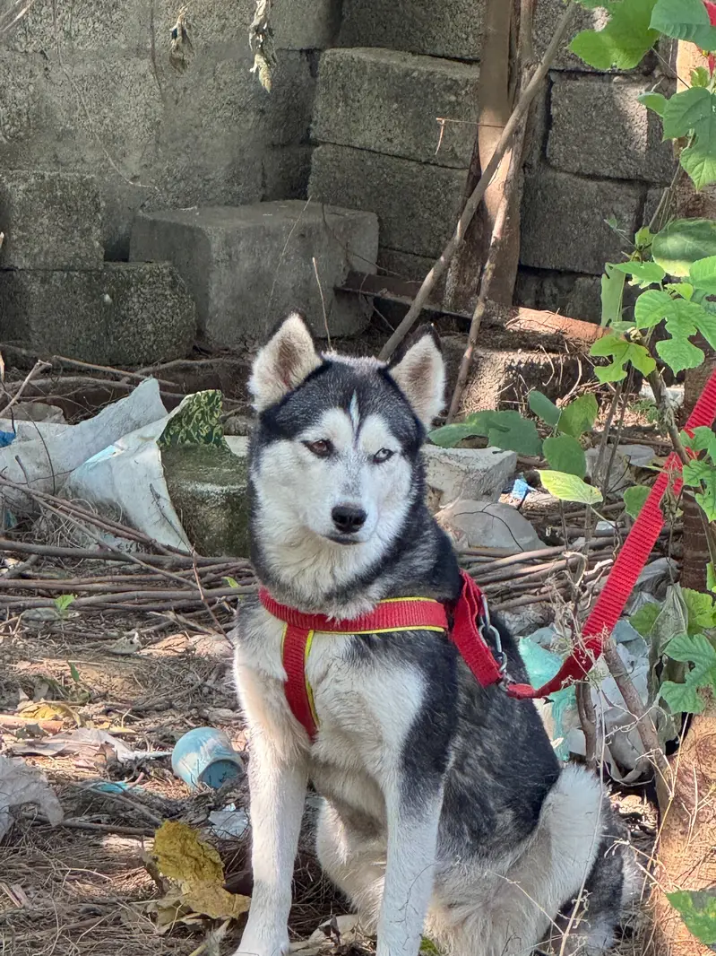 Siberian Huskey — photo 2