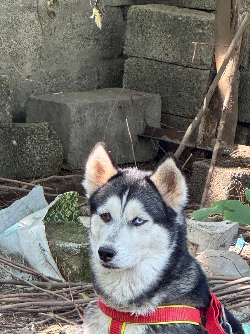 Siberian Huskey 2