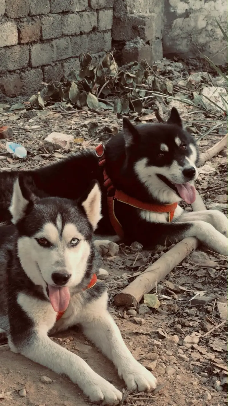 Siberian Huskey — photo 4
