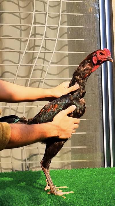 THAI | PAKOYE | ASEEL | PAIR | HEN | ROOSTER