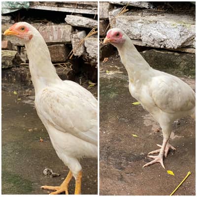 2 aseel white paper females pathia