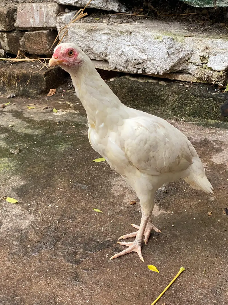2 aseel white paper females pathia — photo 2