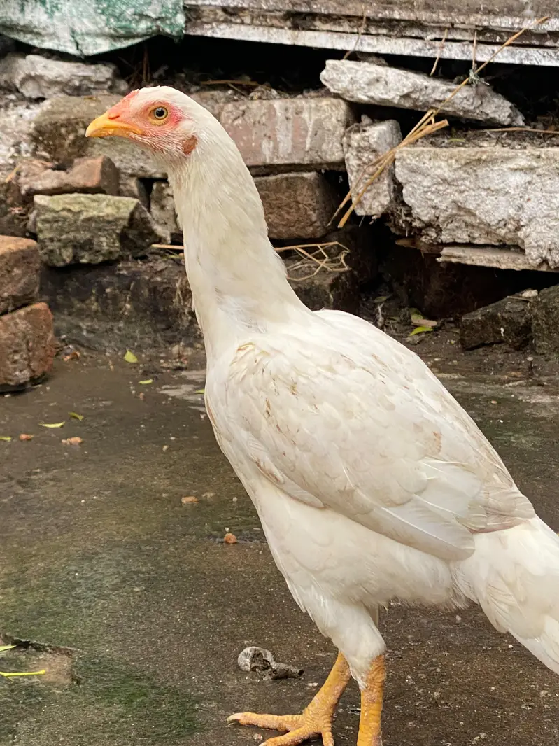 2 aseel white paper females pathia — photo 3
