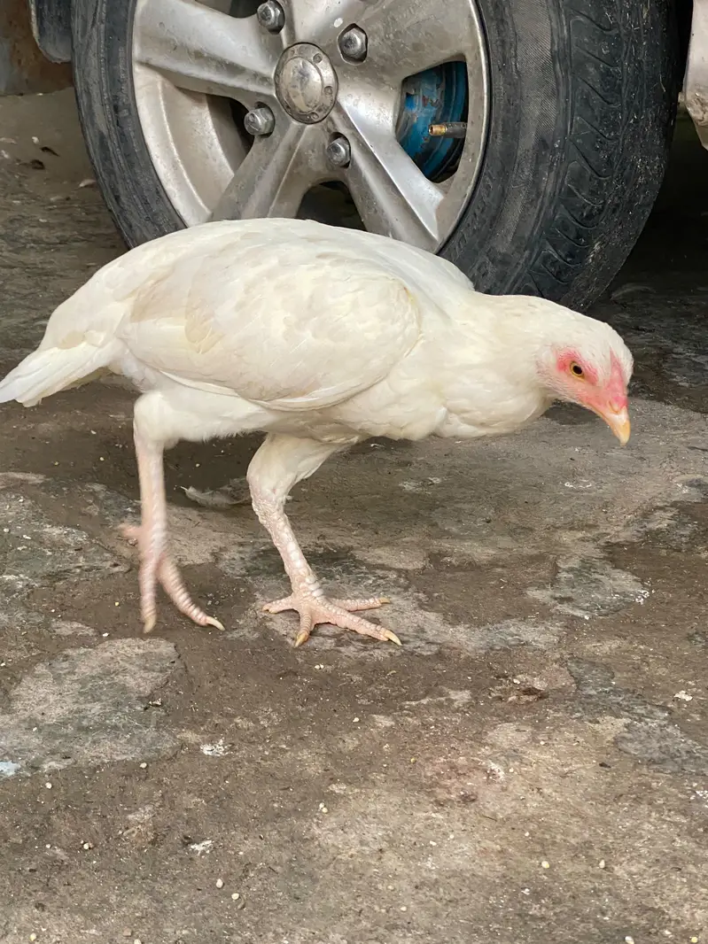2 aseel white paper females pathia — photo 4