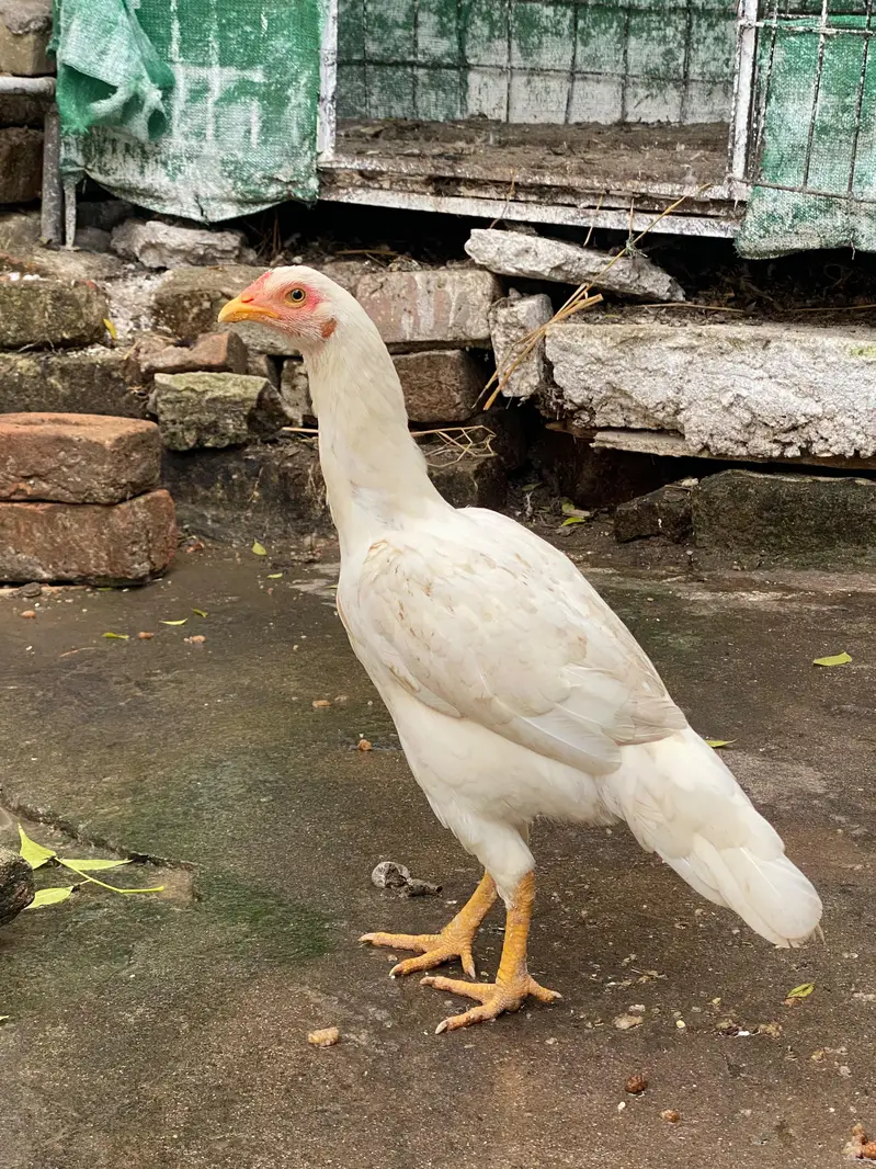 2 aseel white paper females pathia — photo 5