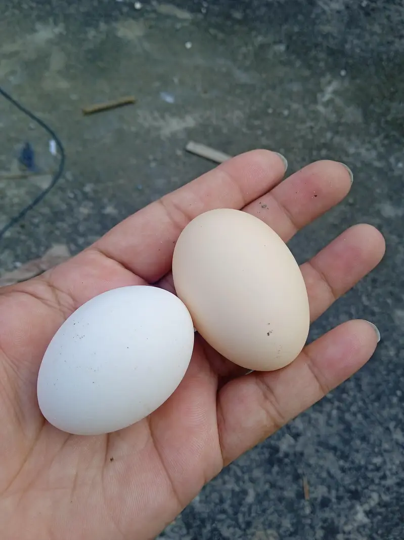 Desi Anday 660 Rs Dozen - Tench Bhata 03181812259 — photo 2