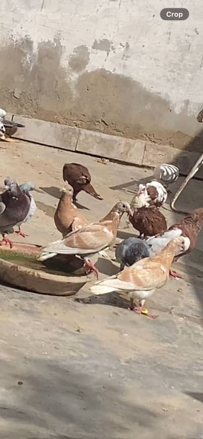 Zardak seeeti waly