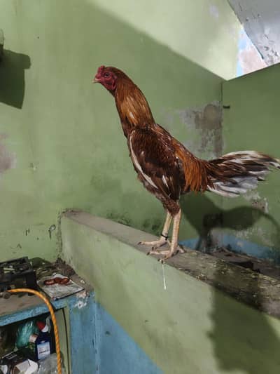 Bout quality wala phatta ha 03133792660