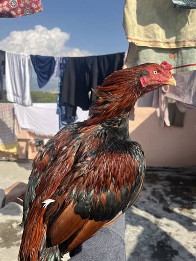 Lakha patha hifh quality
