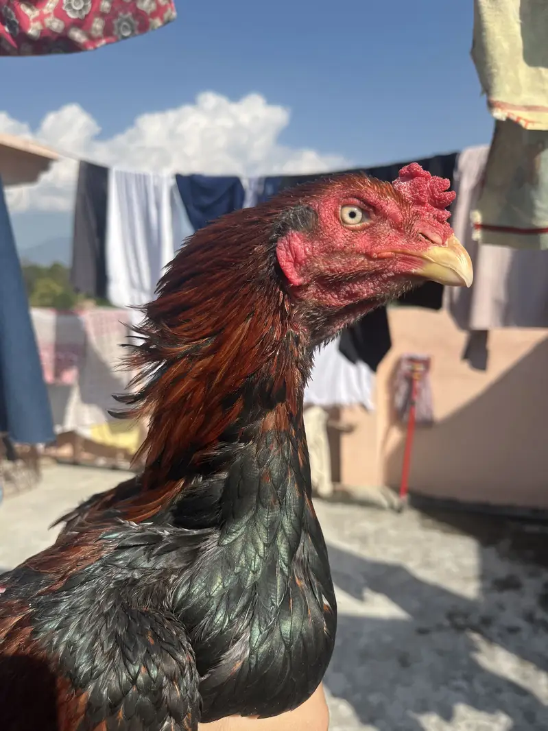 Lakha patha hifh quality — photo 2