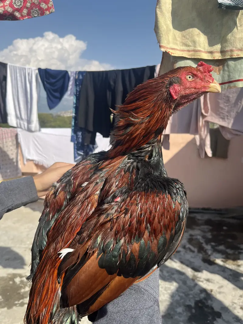 Lakha patha hifh quality — photo 6