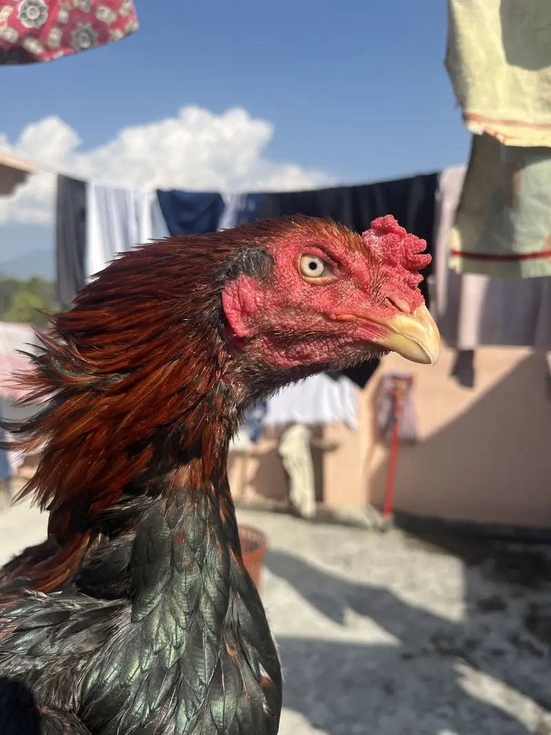 Lakha patha hifh quality — photo 7
