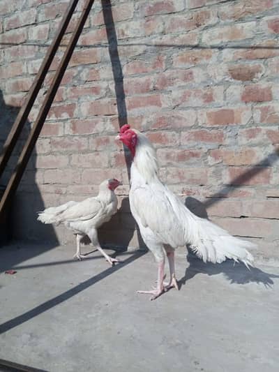 Heera breaker pair