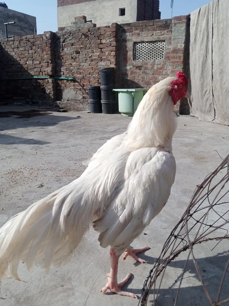 Heera breaker pair — photo 2