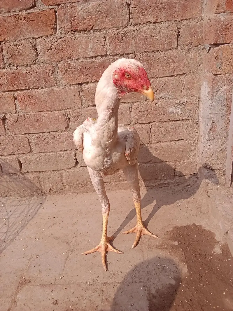 Whatsapp number 03238876002 — photo 2
