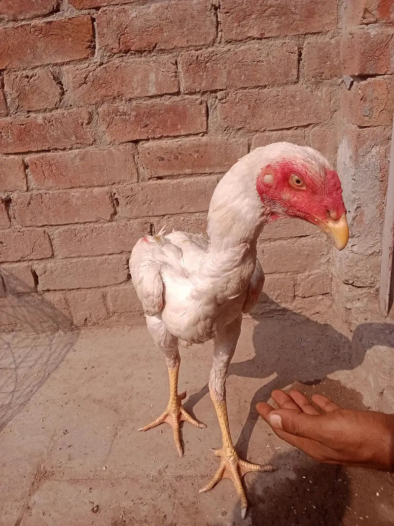 Whatsapp number 03238876002 — photo 3