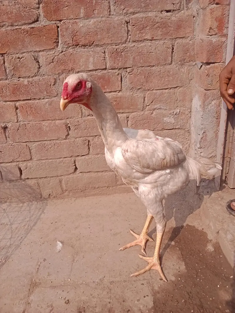 Whatsapp number 03238876002 — photo 4