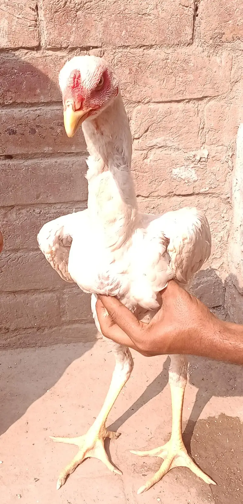 Whatsapp number 03238876002 — photo 7