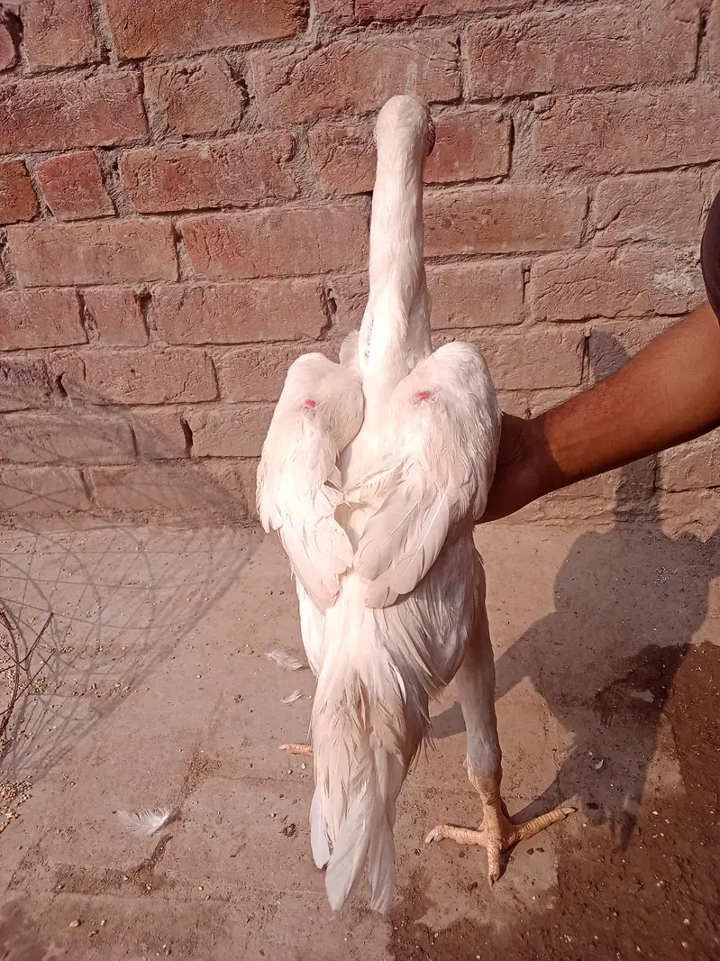 Whatsapp number 03238876002 — photo 10