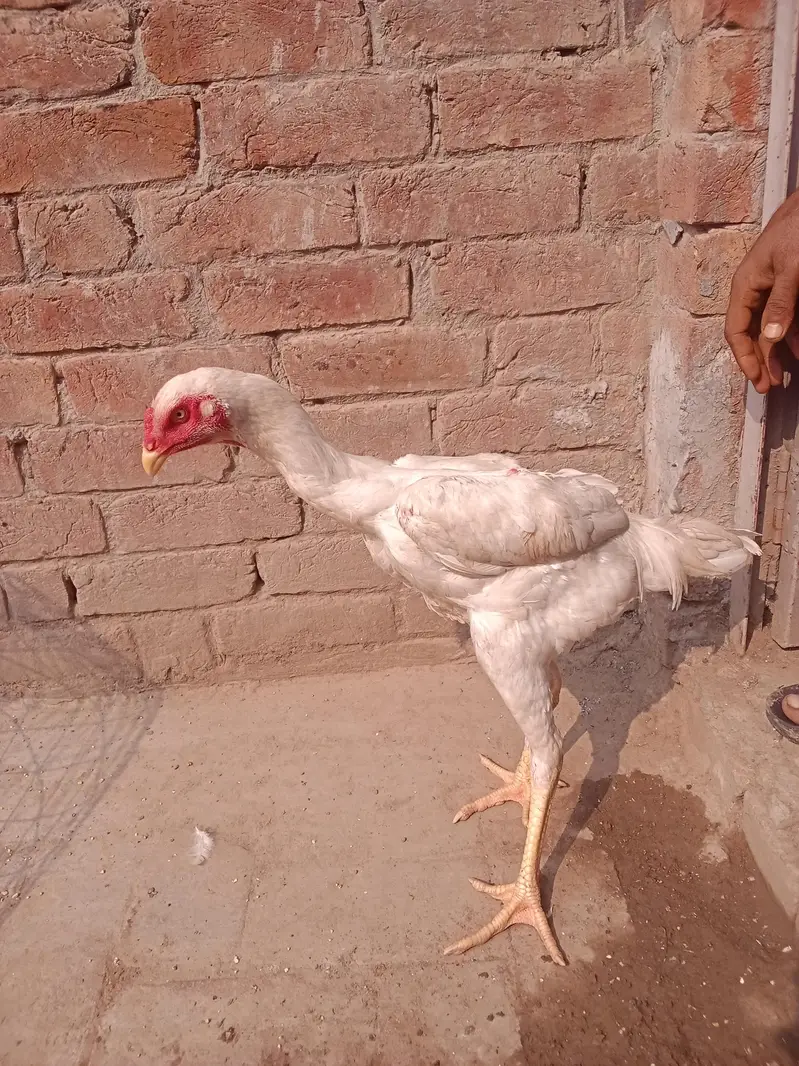 Whatsapp number 03238876002 — photo 11