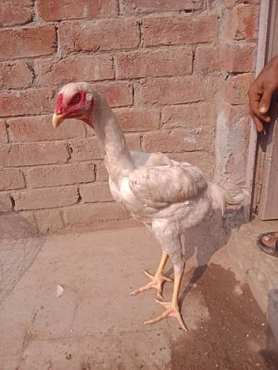 Whatsapp number 03238876002