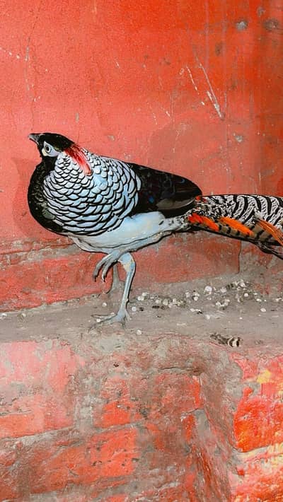 lady Amherst pheasant
