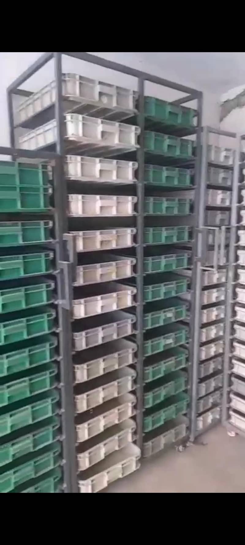 Mealworm Larvae 1