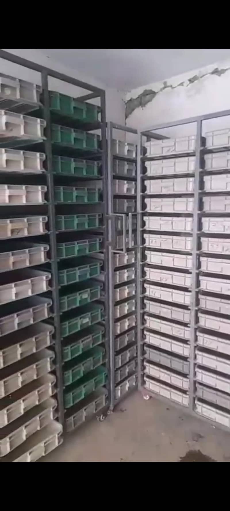 Mealworm Larvae 2