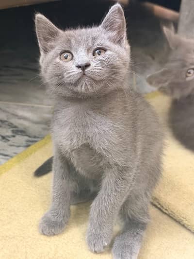 british short hair and russian blue mix breed kittens