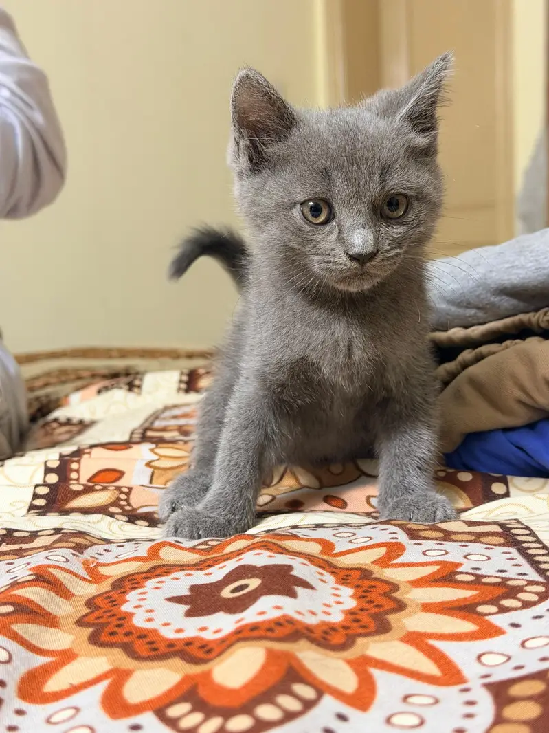 british short hair and russian blue mix breed kittens — photo 2