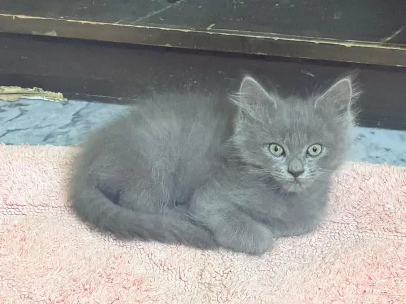 british short hair and russian blue mix breed kittens — photo 3
