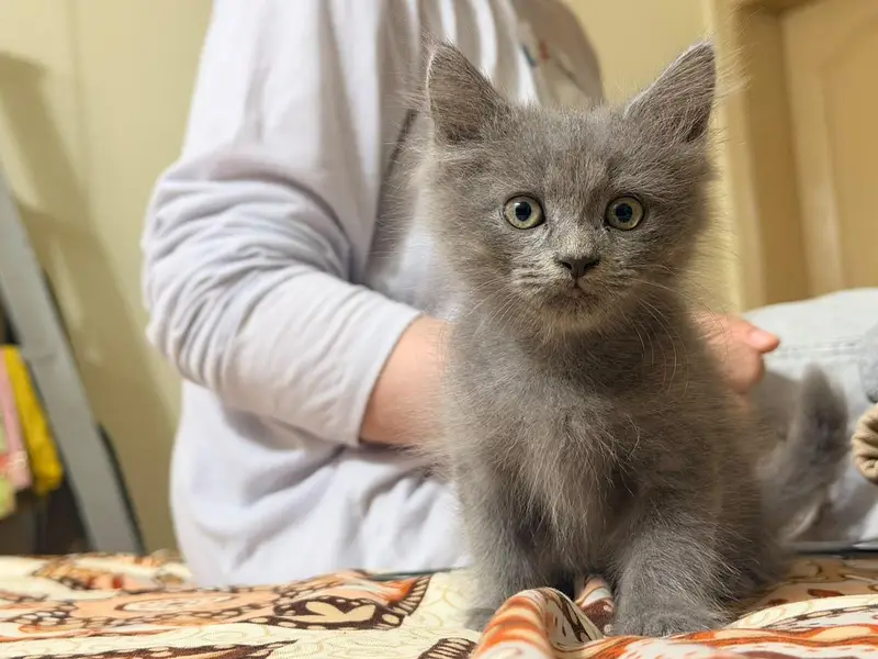 british short hair and russian blue mix breed kittens — photo 4